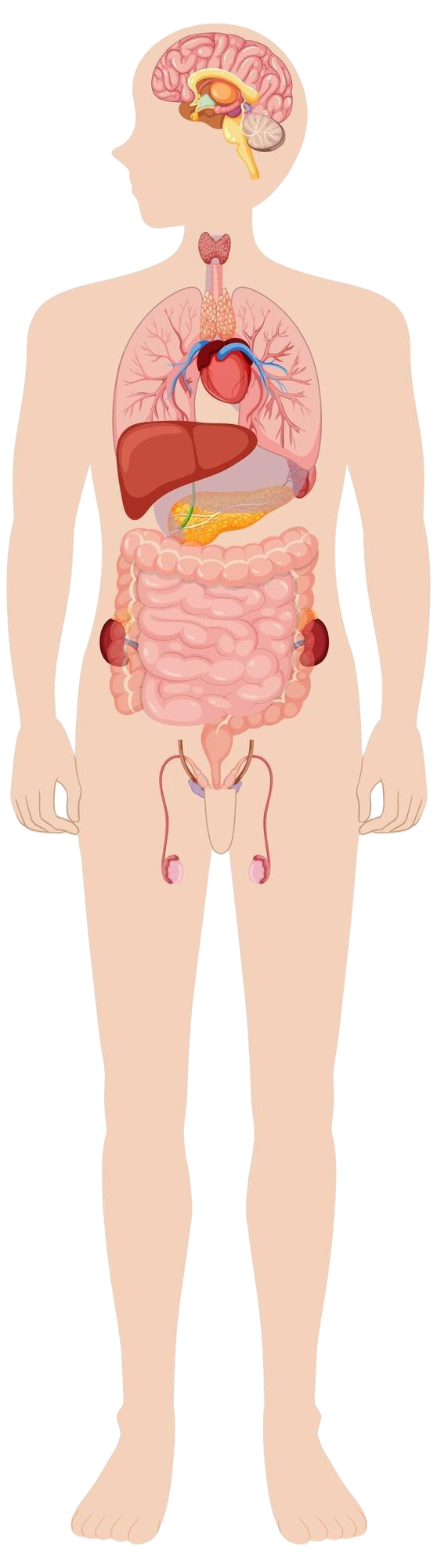 Body map
